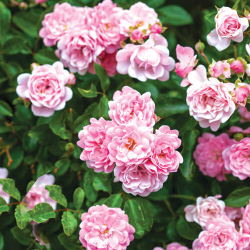 Miniature roses Mini roses