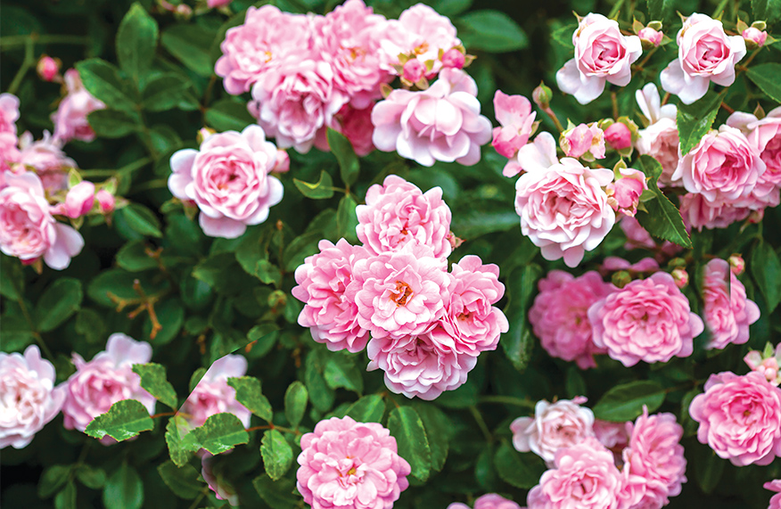 Mini roses