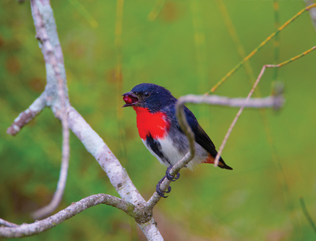 Mistletoe bird