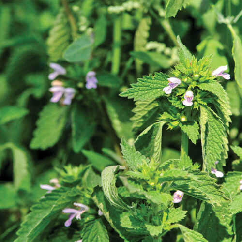 Mosquito myth Lemon-scented plant