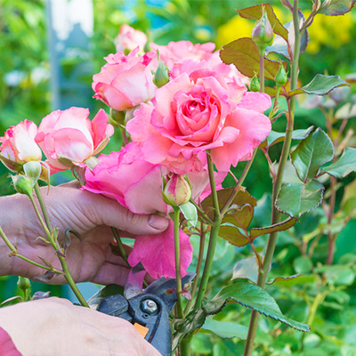 Learn how to prune roses with ABC Gardening Australia magazine