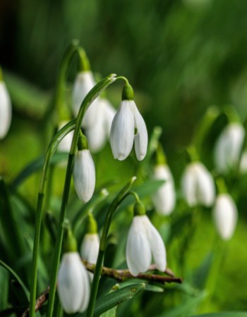 Spring-flowering bulbs, snowdrops