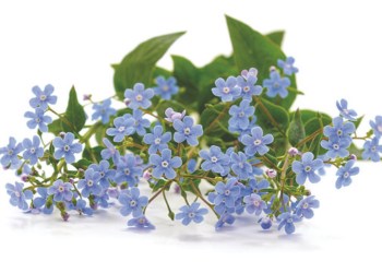 Westringia