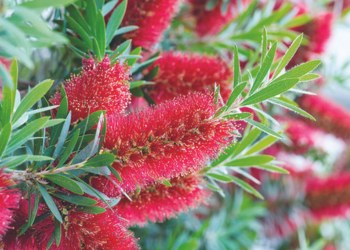 Bottlebrush for a native hedge