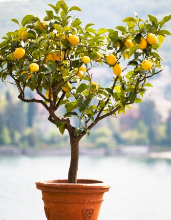 Potted plants summer, dwarf lemon trees