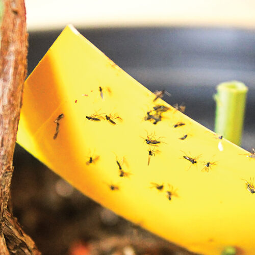 How to get rid of fungus gnats Fungus gnats