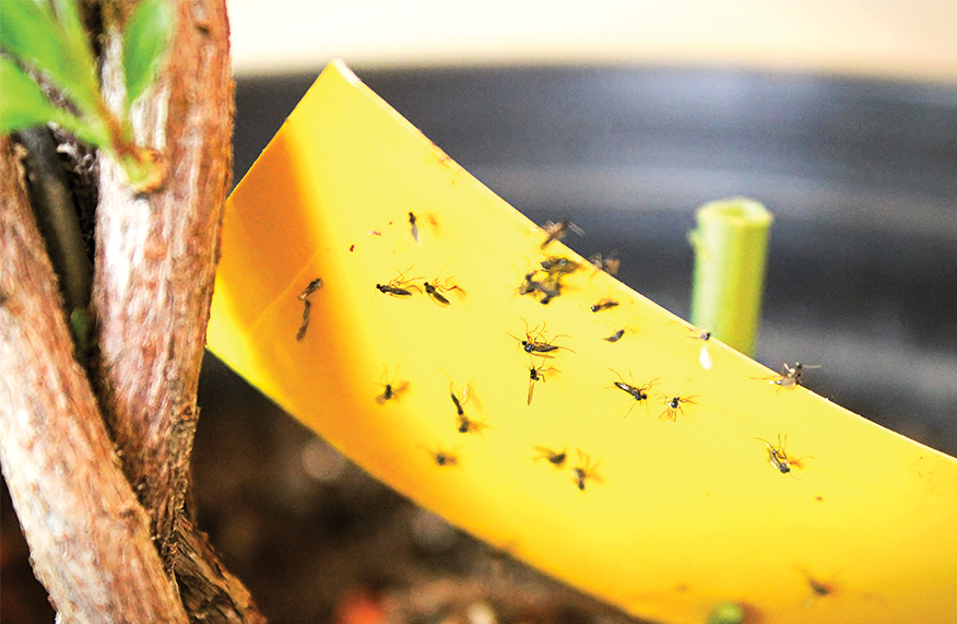 Fungus gnats