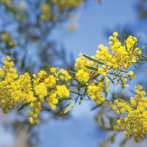 Brisbane golden wattle