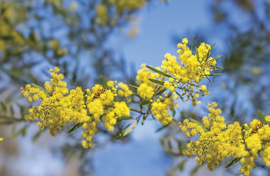 Brisbane golden wattle