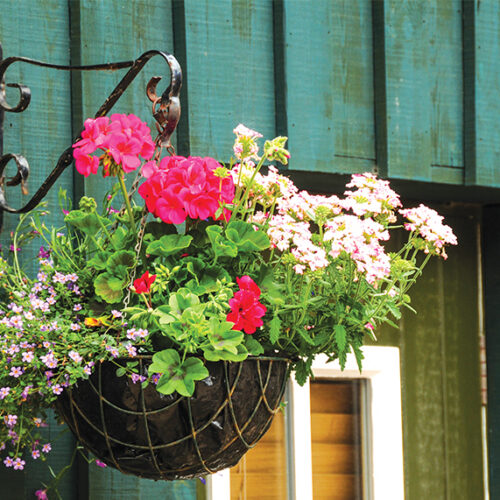 Hanging baskets Hanging baskets