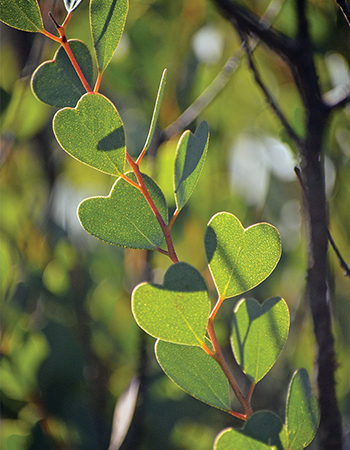 Heart-leaf mallee