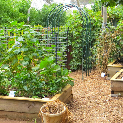 Joe’s Connected Garden Joes Connected garden SA