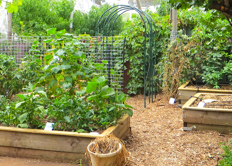 Joes Connected garden SA