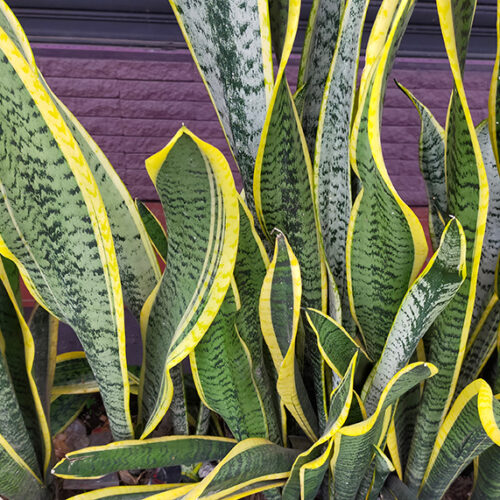 Propagate snake plant cuttings Snake plant by iStock