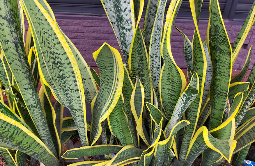 Snake plant by iStock