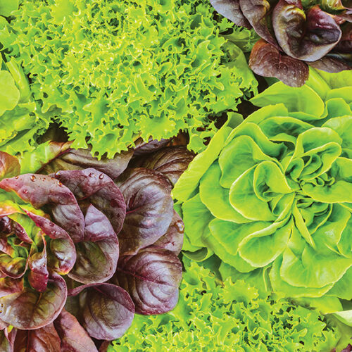Summer-savvy greens