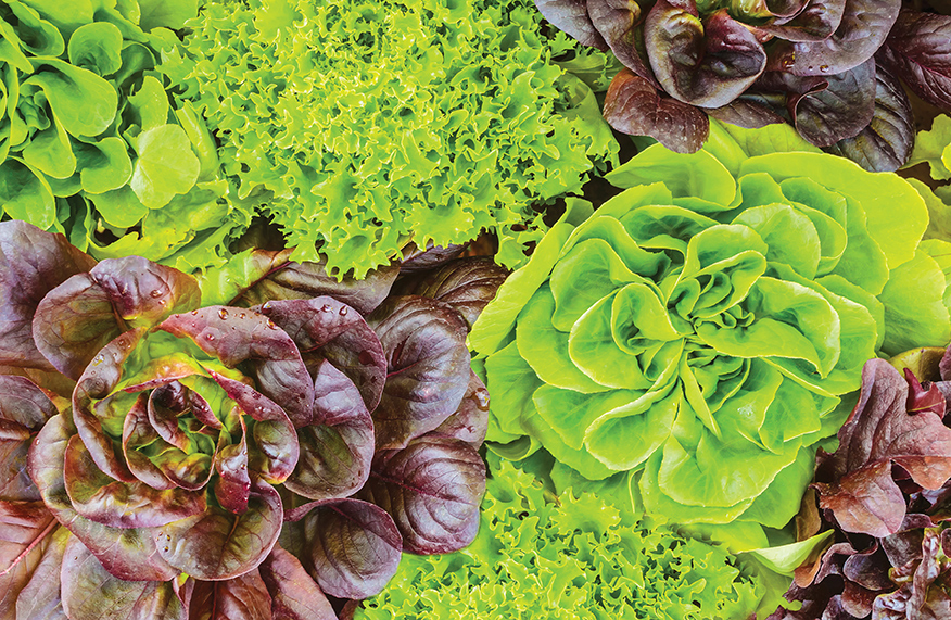 Summer-savvy greens