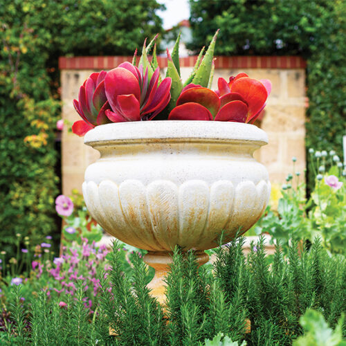Heat-loving potted plants