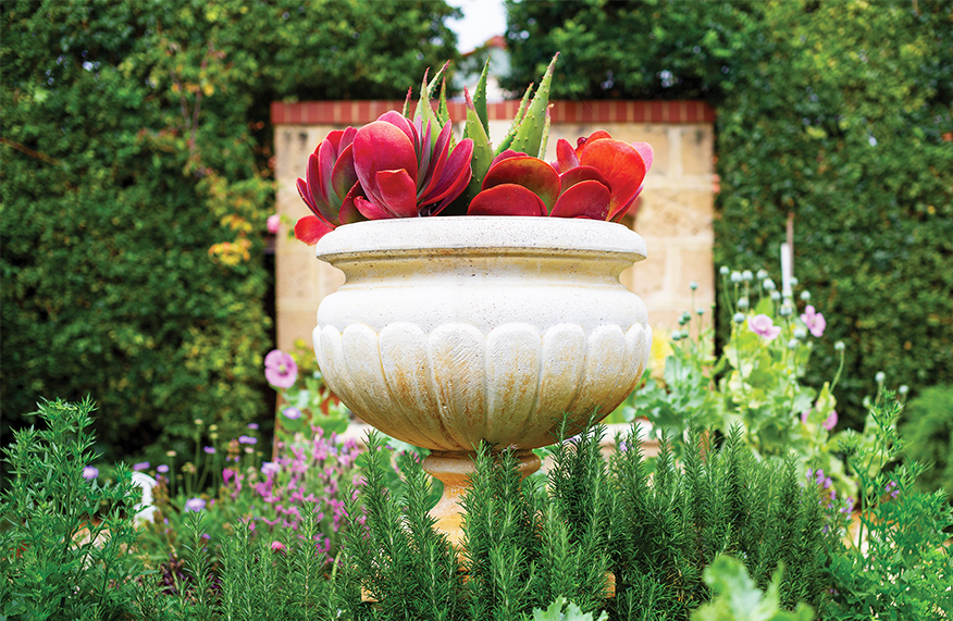 Heat-loving potted plants