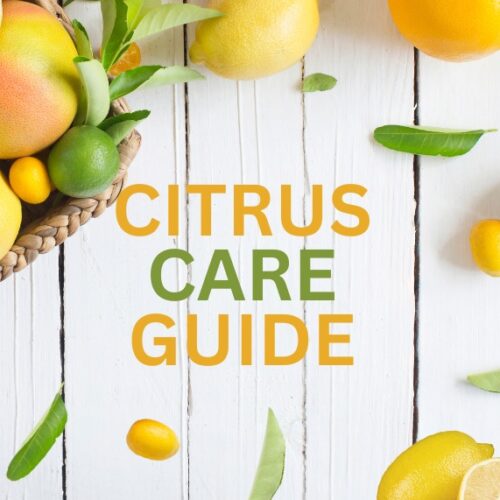Citrus guide