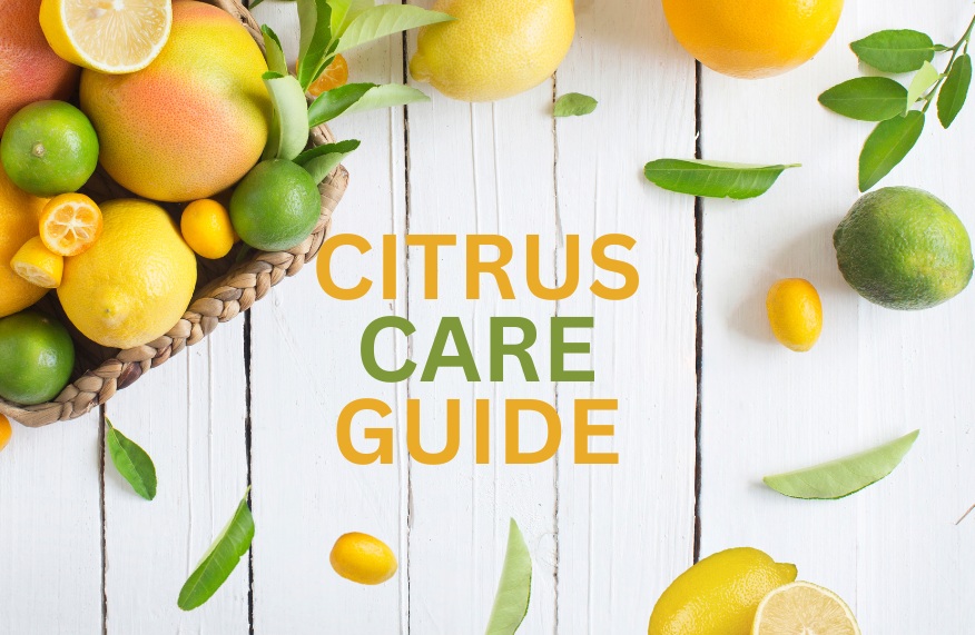 Citrus guide