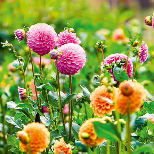 Dreamy dahlias