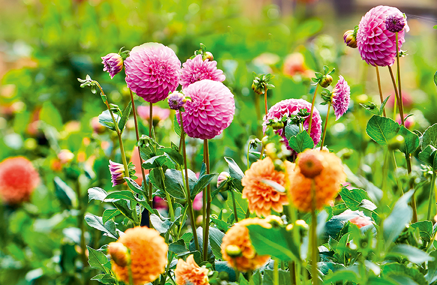 Dreamy dahlias