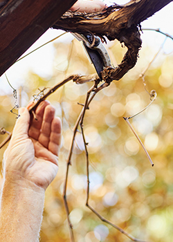 prune grapevines