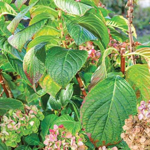 Prune hydrangeas Prune hydrangeas