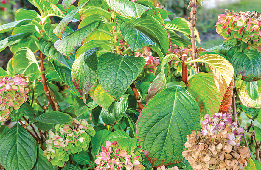Prune hydrangeas