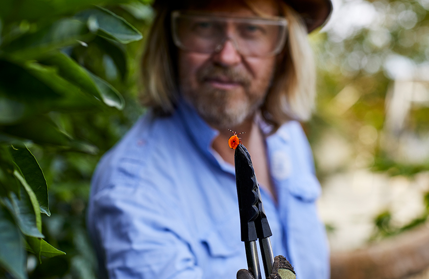 Phil Dudman removing stink bugs from garden