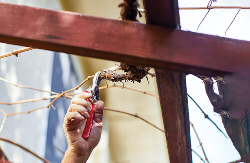 Prune grapevine
