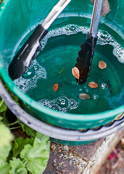 Bucket soapy water with dead stink bugs