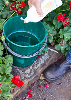 Water and detergent to kill stink bugs