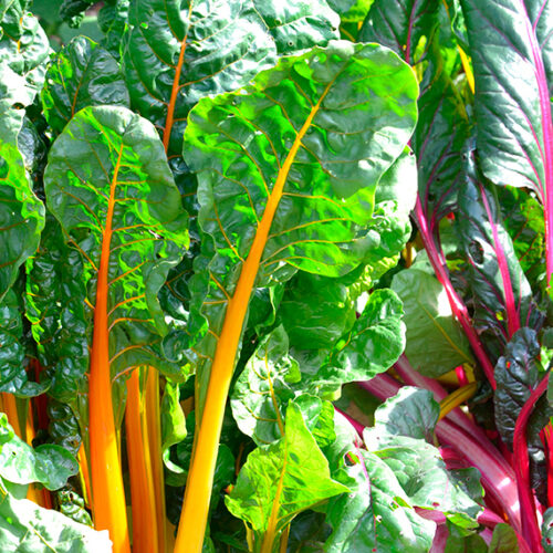 Shade-tolerant fruits & vegies Shade-tolerant fruits & vegies