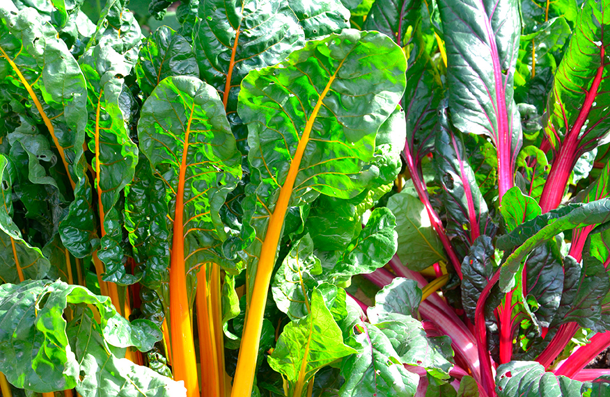 Shade-tolerant fruits & vegies
