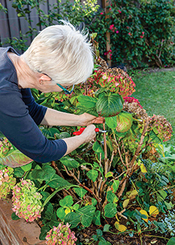 Pruning hydrangeas