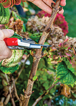 Prune hydrangeas