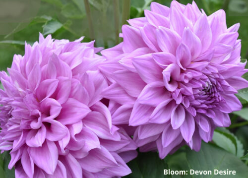 Dahlia Show