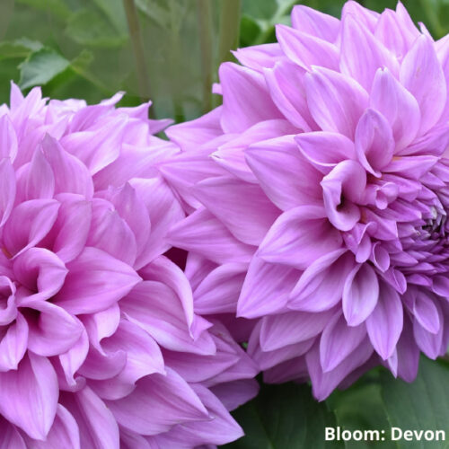 2024 Victorian State Dahlia Show Dahlia Show
