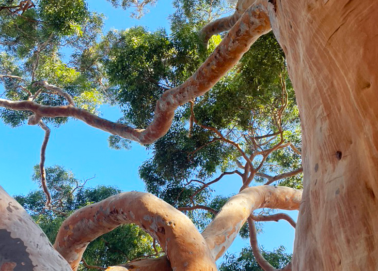 Eucalypt tree