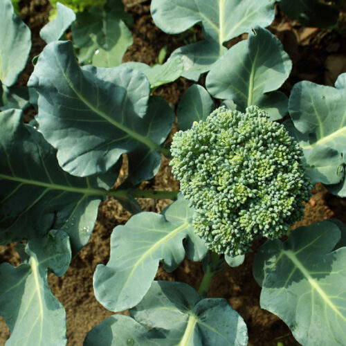 Broccoli