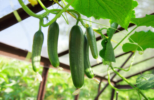 Cucumbers