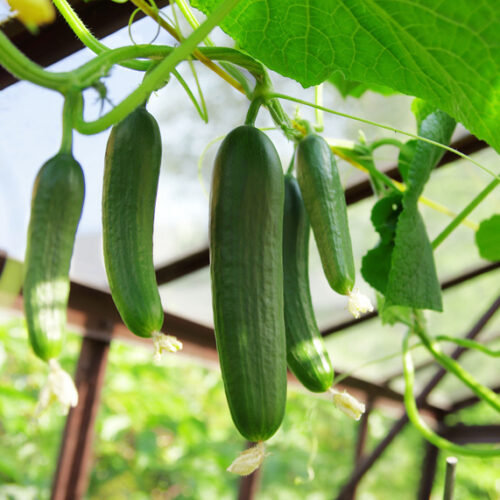 Grow cucumber Cucumbers