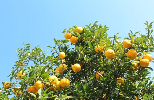 Lemon tree