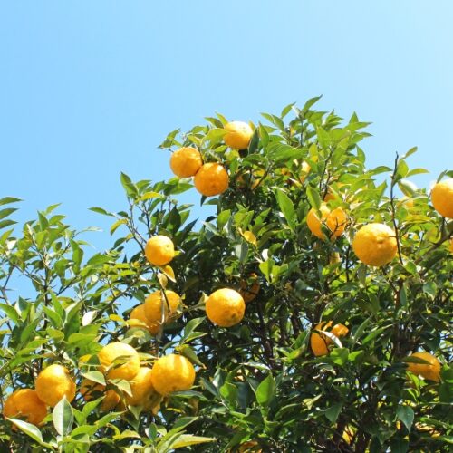 Planting under citrus ABC Gardening Australia magazine