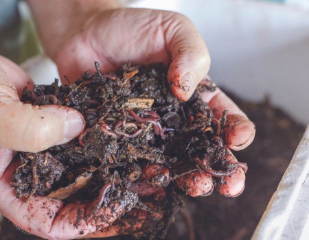 Add your worms to the worm farm