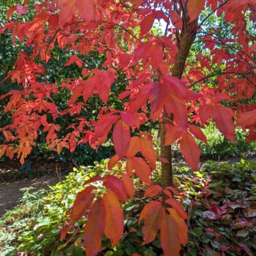 Adelaide Hills Garden Affair Adelaide Hills Garden Affair