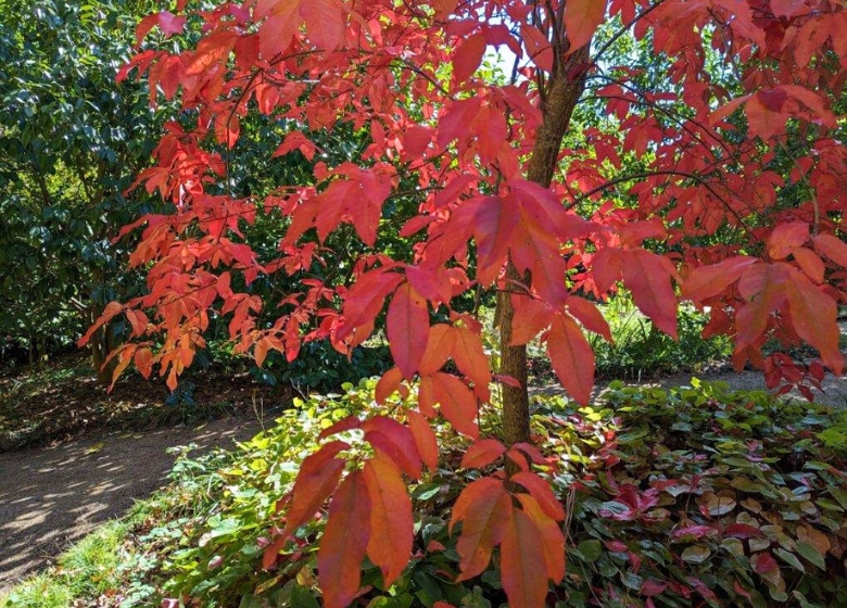 Adelaide Hills Garden Affair