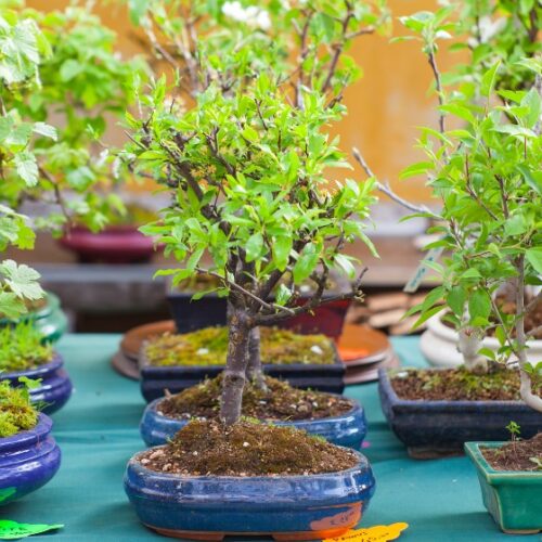 Nepean Bonsai Society Annual Show Bonsai